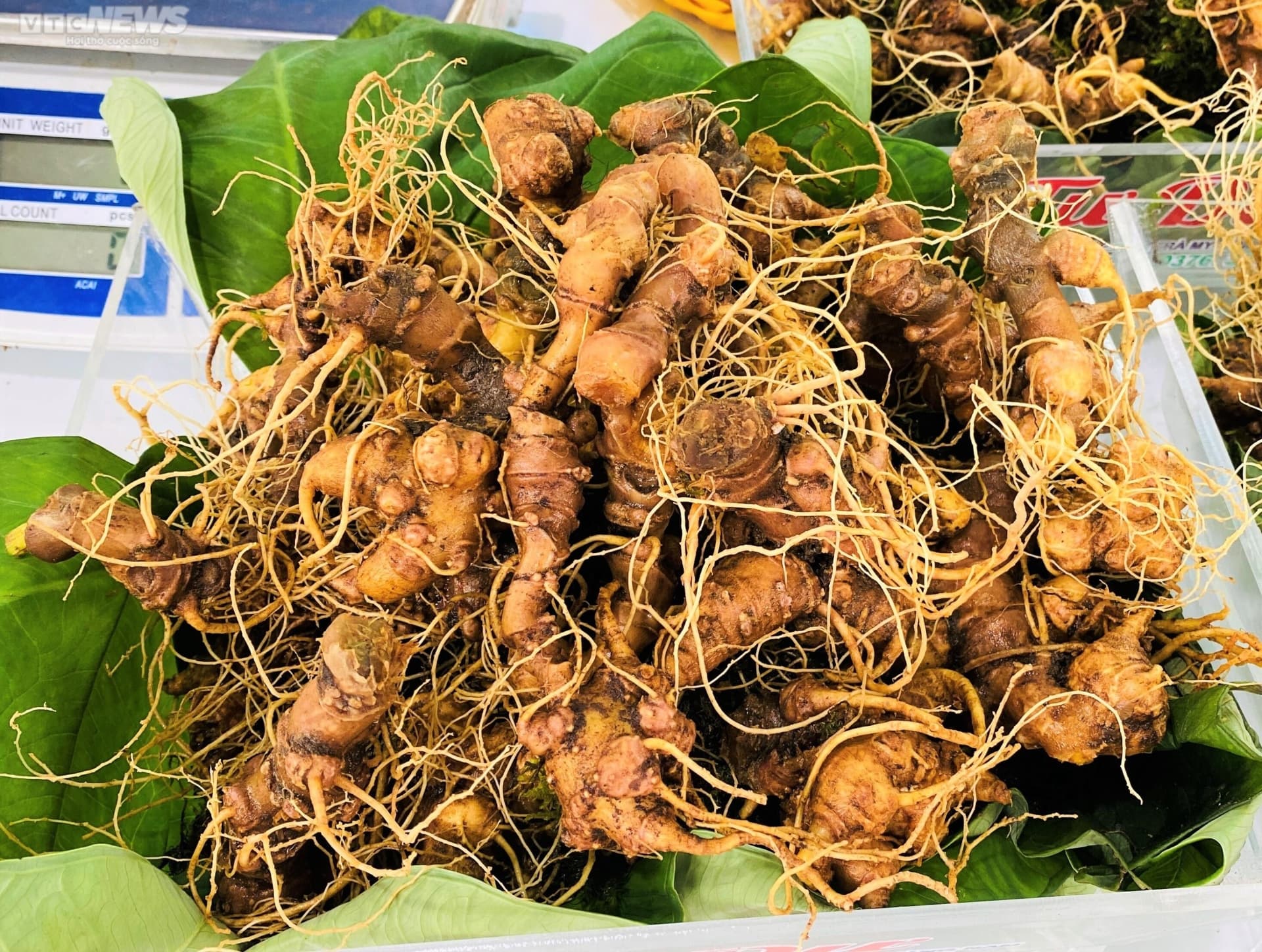 Sâm Ngọc Linh là gì? Vì sao được coi là "Quốc Bảo"?