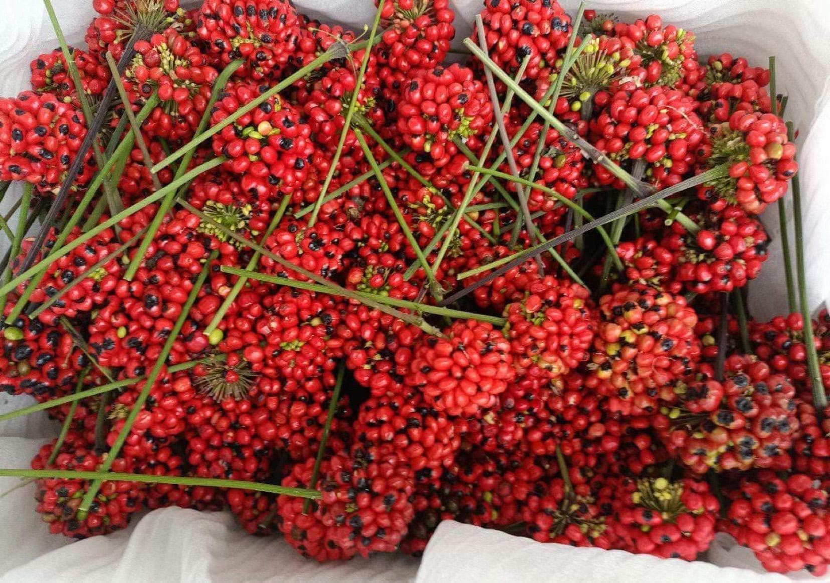 Đặc điểm của hoa sâm Ngọc Linh