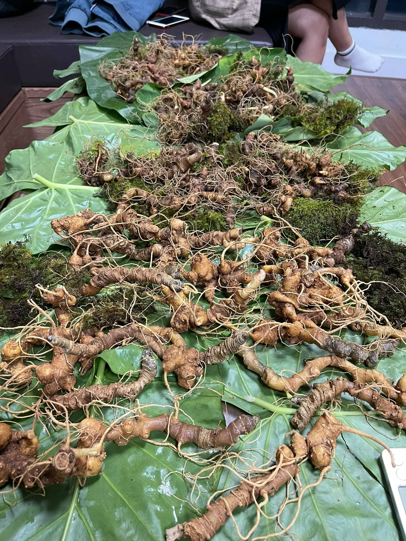Sâm Ngọc Linh – Tinh hoa dược liệu quý hiếm