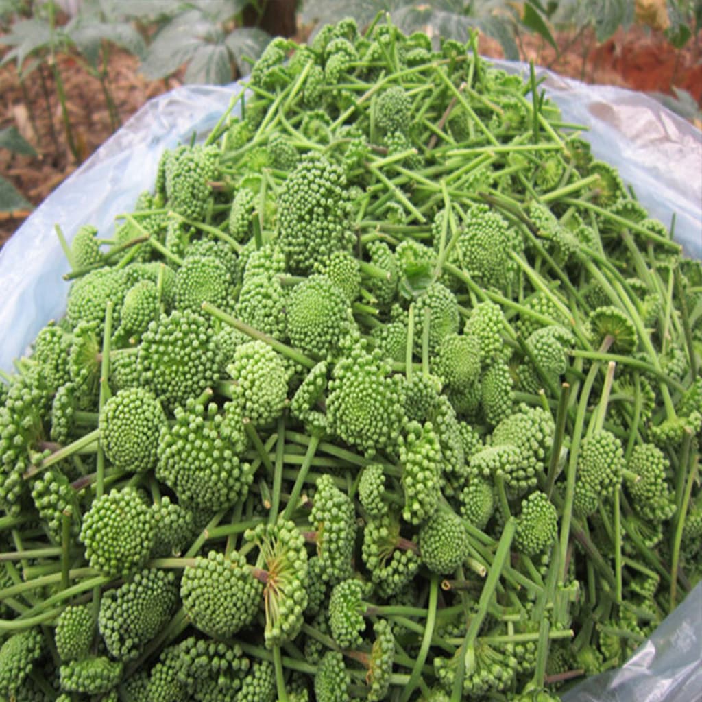 Thành phần quan trọng có trong nụ hoa tam thất