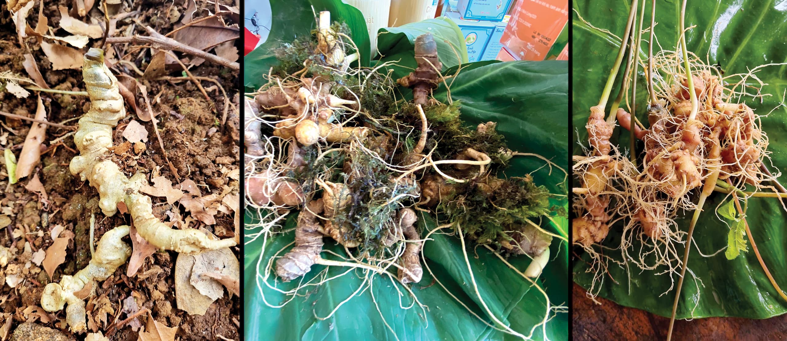 Giá củ sâm Ngọc Linh đắt nhất Việt Nam là bao nhiêu?
