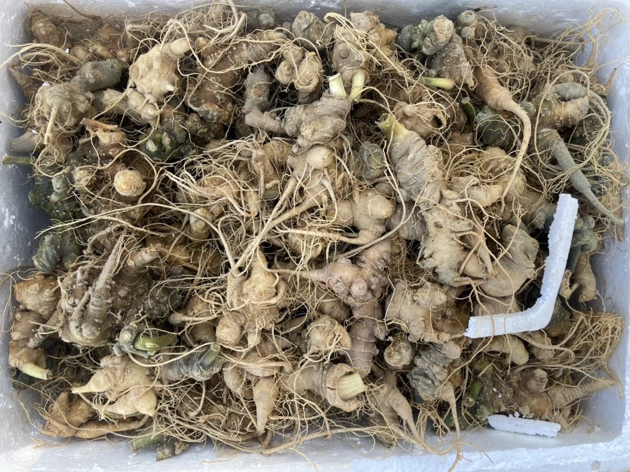 BÁO GIÁ: Sâm Ngọc Linh giá bao nhiêu 1kg mới nhất 2025