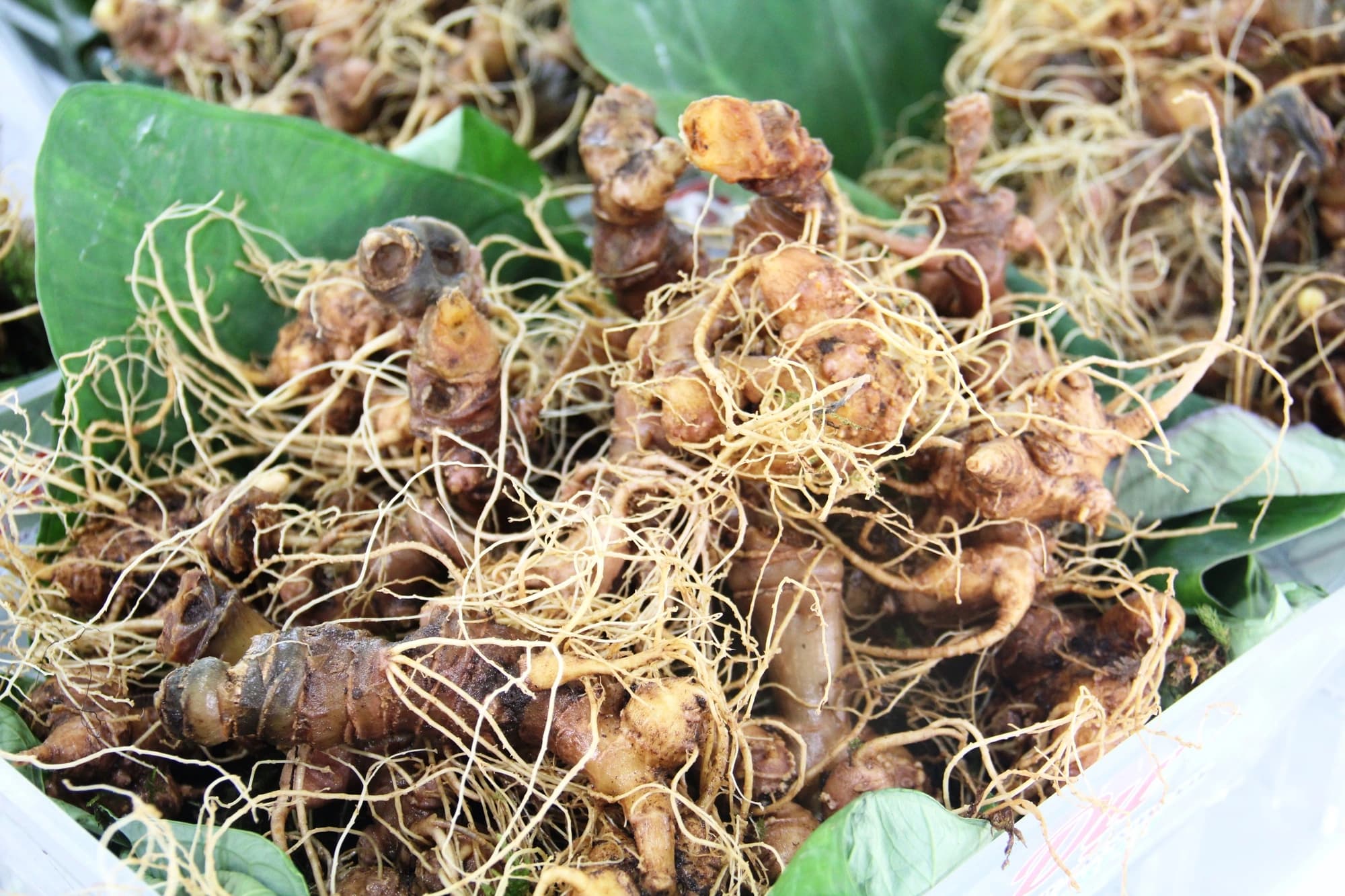 Cách mua sâm Ngọc Linh đúng chuẩn 