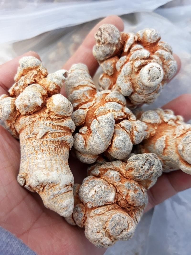 Công dụng của củ tam thất