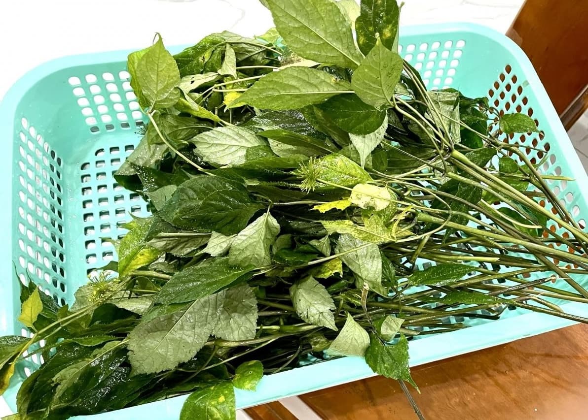 Công dụng tuyệt vời của lá sâm Ngọc Linh