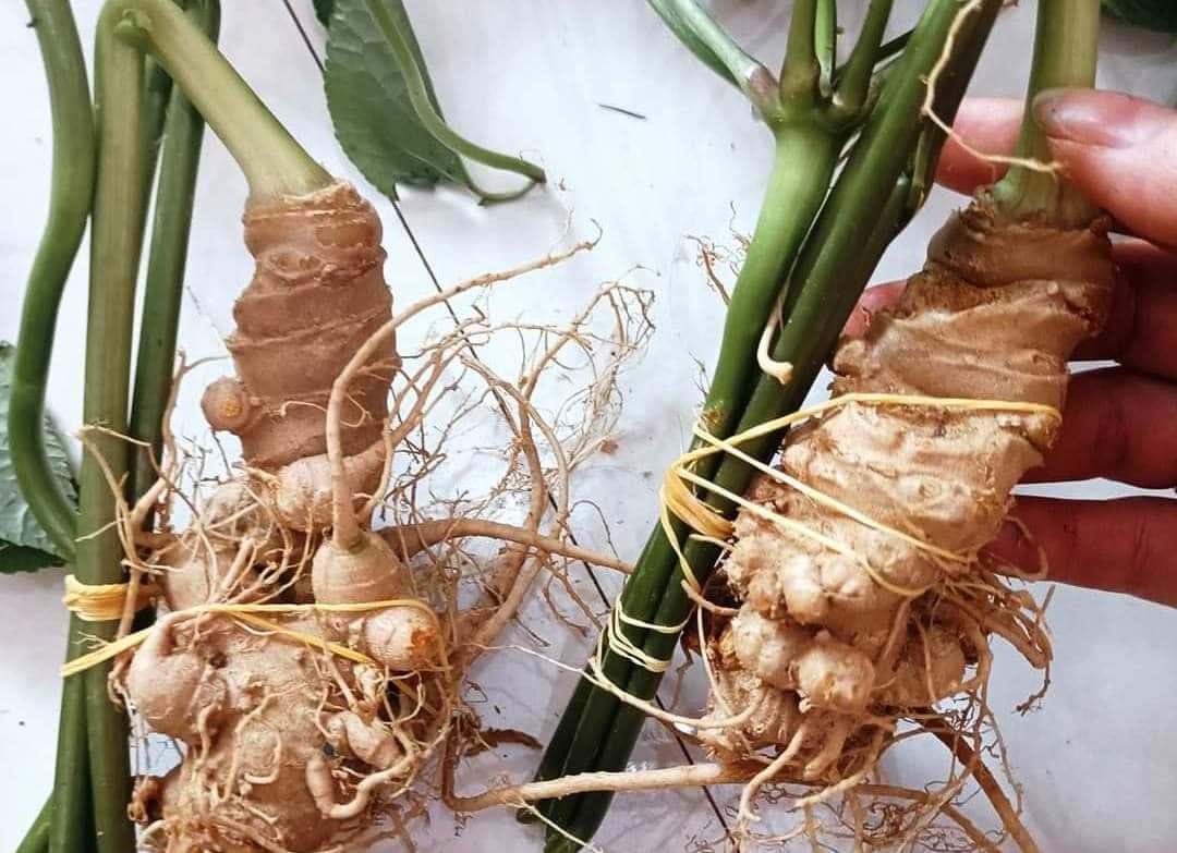 Nhận biết qua mùi hương