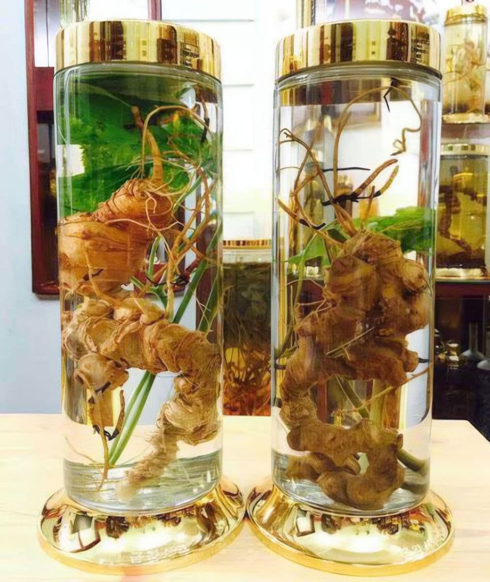 Sử dụng sâm Ngọc Linh tươi