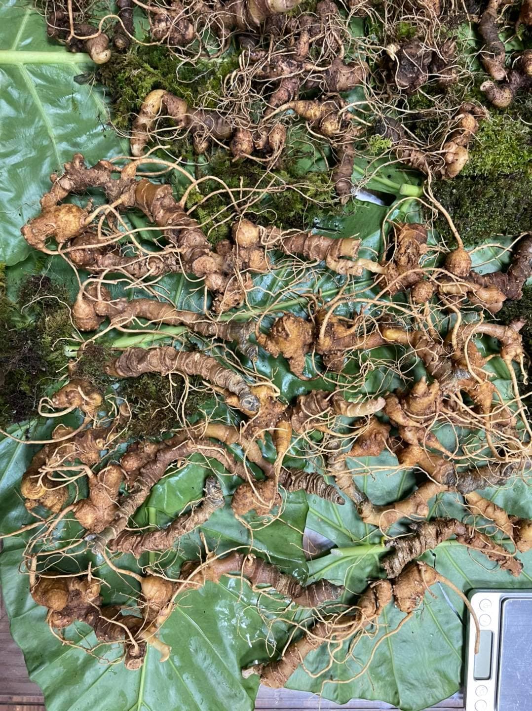 Sâm Ngọc Linh là gì? Có an toàn cho trẻ em không?