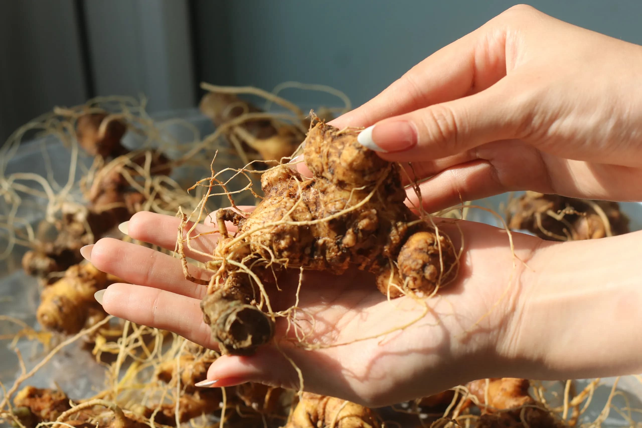 Vì sao sâm Ngọc Linh lại quý đến vậy?