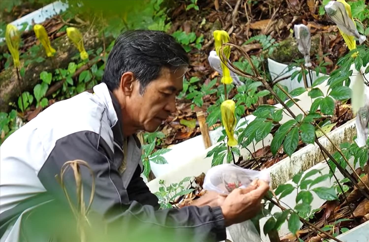 Giới thiệu về sâm Ngọc Linh