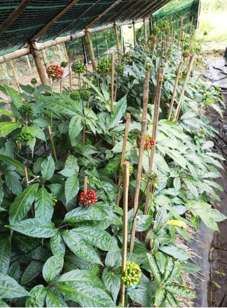 Độ cao và địa hình – Yếu tố tiên quyết