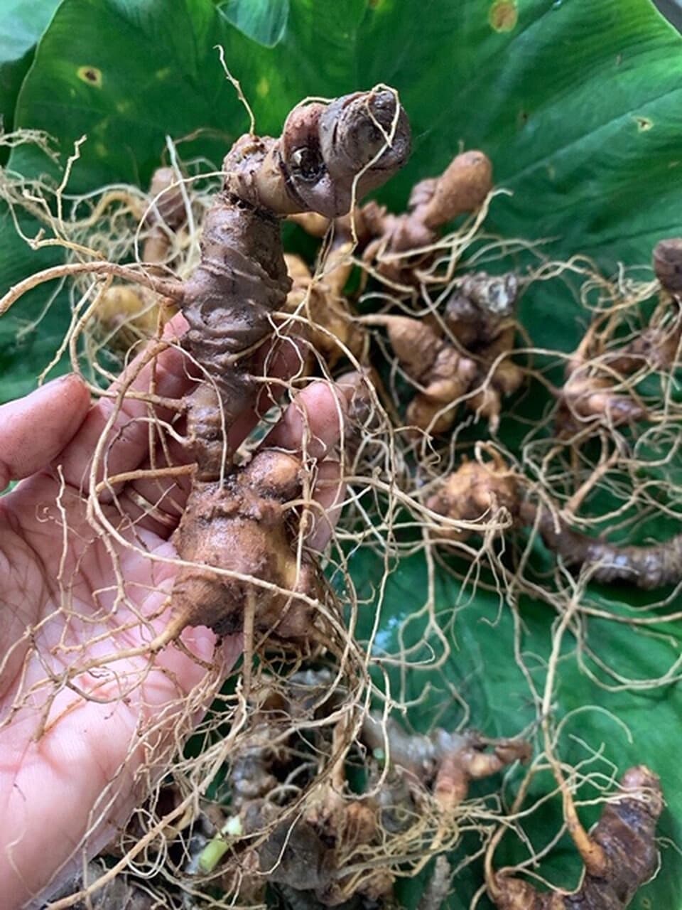 Công dụng của Sâm Ngọc Linh cho người tiểu đường