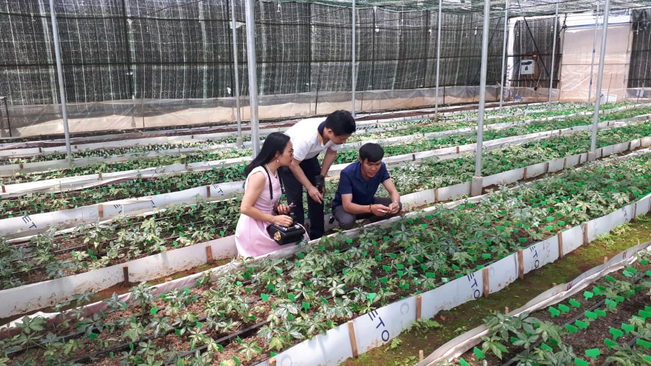 Các điều kiện trồng sâm Ngọc Linh quan trọng nhất bạn cần biết