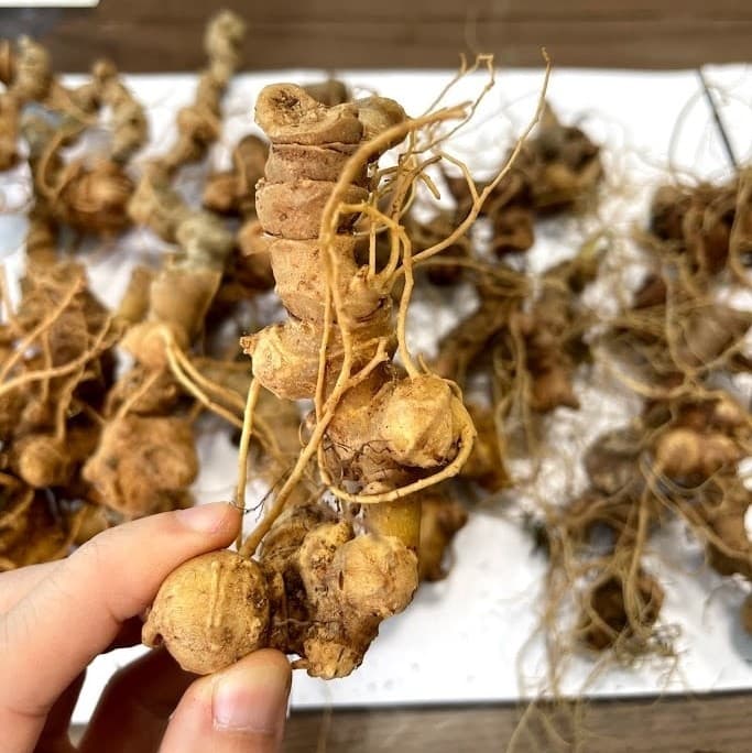 Sâm Ngọc Linh có giúp trẻ hóa da không?