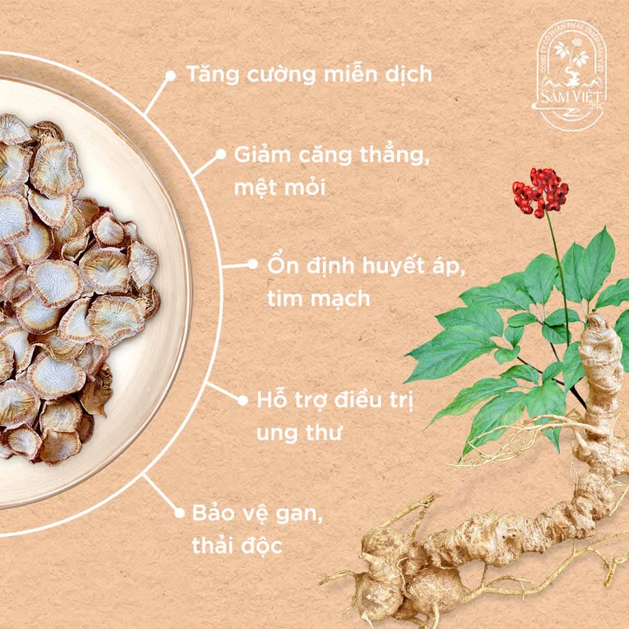 Thành phần hoạt chất giúp trẻ hóa trong sâm Ngọc Linh