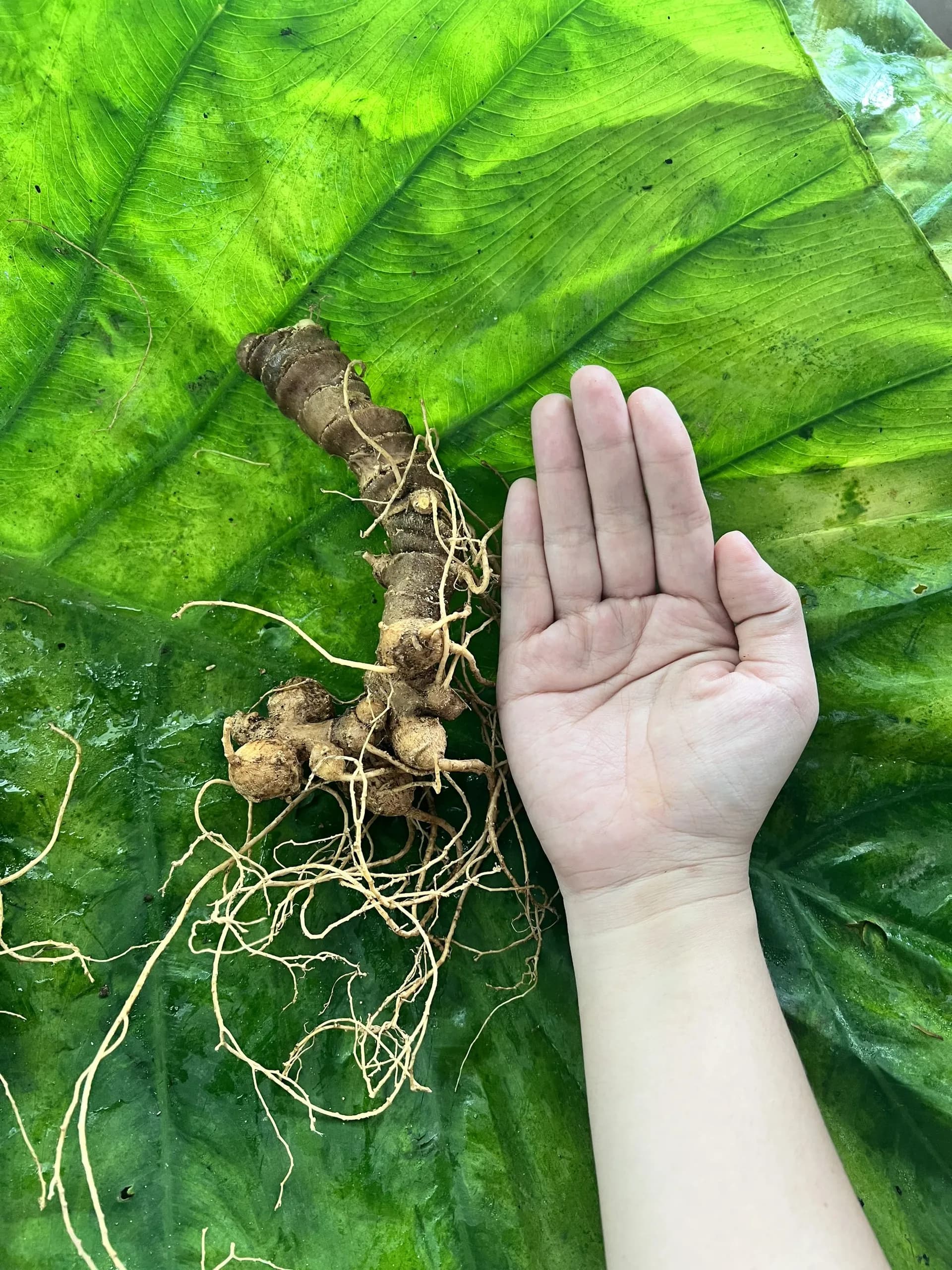 Đối tượng nam giới nên sử dụng Sâm Ngọc Linh