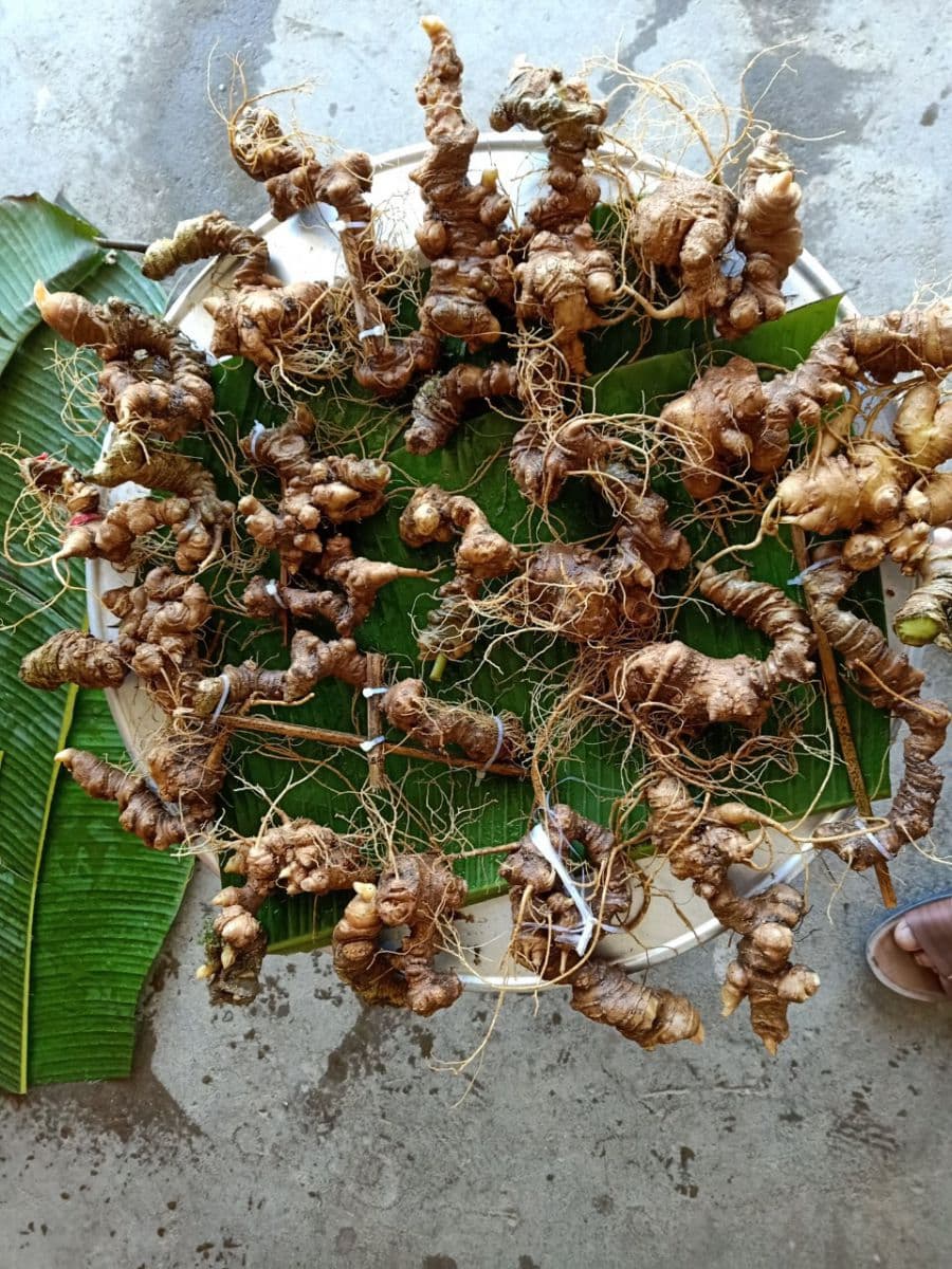 Những điều cần lưu ý khi muốn tham gia trải nghiệm đào sâm Ngọc Linh