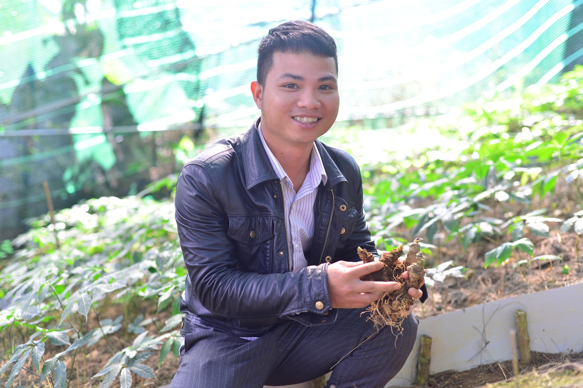 Sâm Ngọc Linh và sức khỏe nam giới: Bí quyết nâng cao thể lực và phong độ