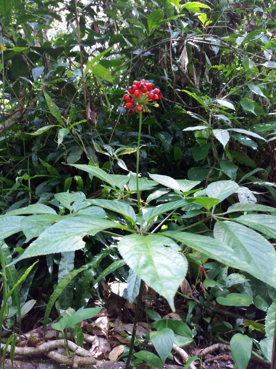Tại sao lá sâm Ngọc Linh lại quý?