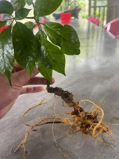 Tổng quan về Sâm Ngọc Linh và công dụng chính