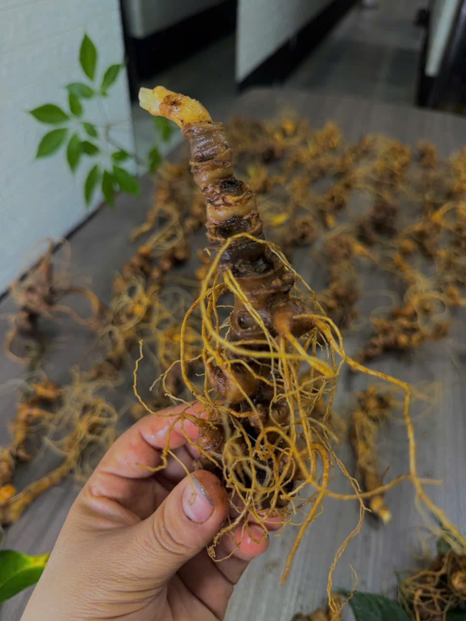 Sâm Ngọc Linh sấy khô ngậm tan là gì?