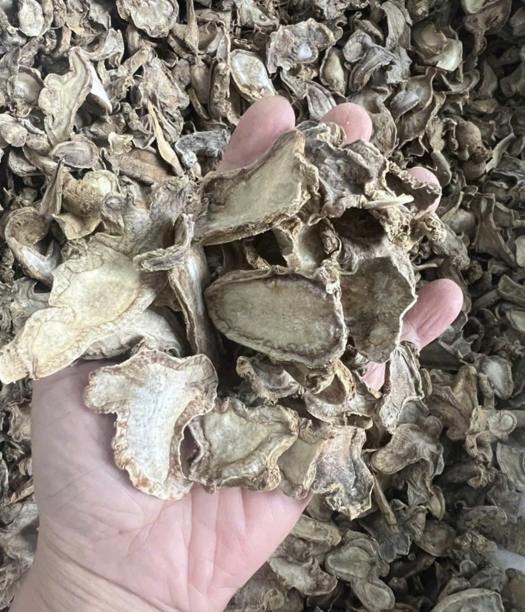 Dấu hiệu nhận biết sâm Ngọc Linh sấy khô bị mốc