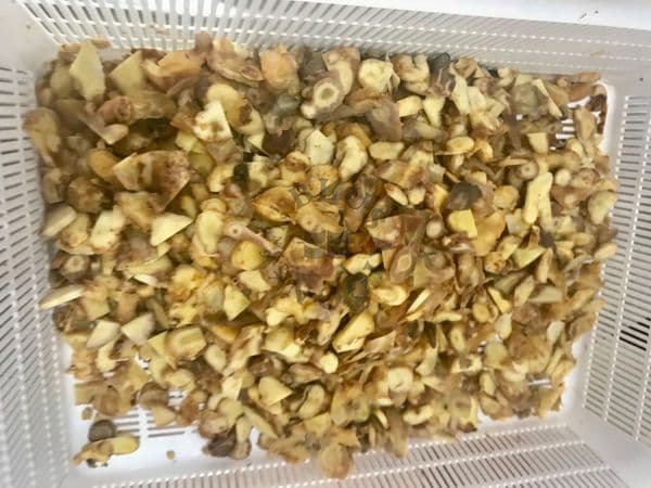 Nguyên nhân sâm Ngọc Linh sấy khô dễ bị mốc và cách xử lý hiệu quả